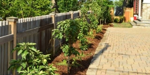 Stubčasta stabla jabuka za moskovsku regiju: sorte, recenzije